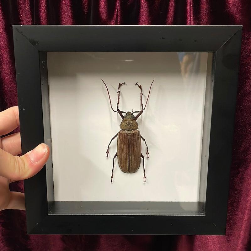 Cerambycidae Beetle in Frame