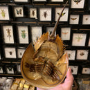Horseshoe Crab