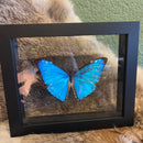 Morpho Butterfly in Double Glass Frame