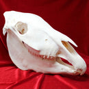 Plains Zebra Skull GRADE B