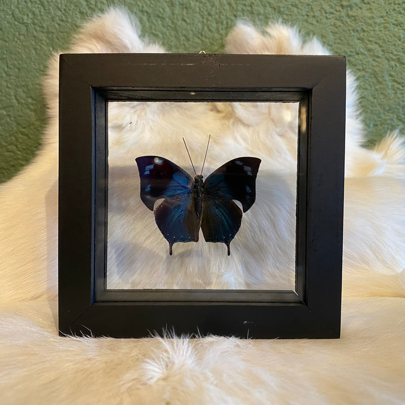 Anaea Butterfly in Double Glass