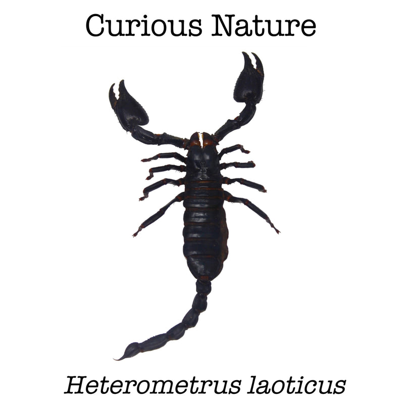 Heterometrus laoticus