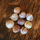 Striped Land Snail Shell - Curious Nature