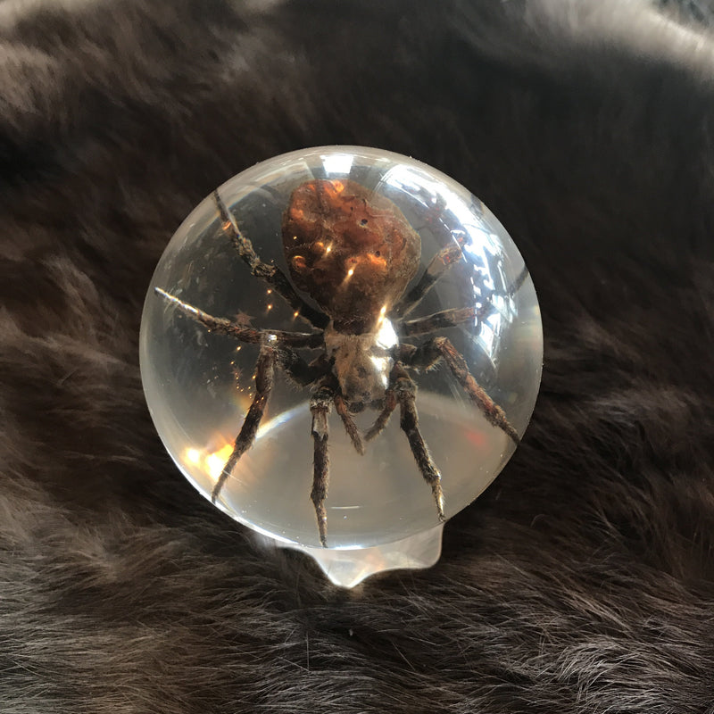 Spider Globe Paperweight - Curious Nature