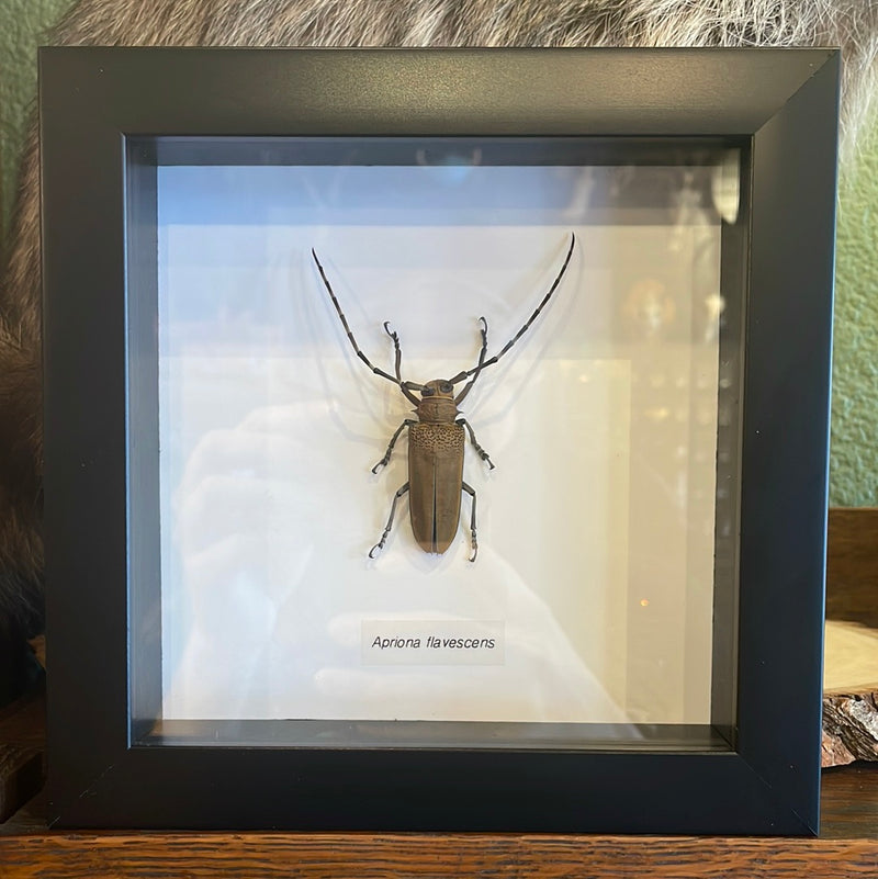 Apriona flavescens Longhorn Beetle in Frame