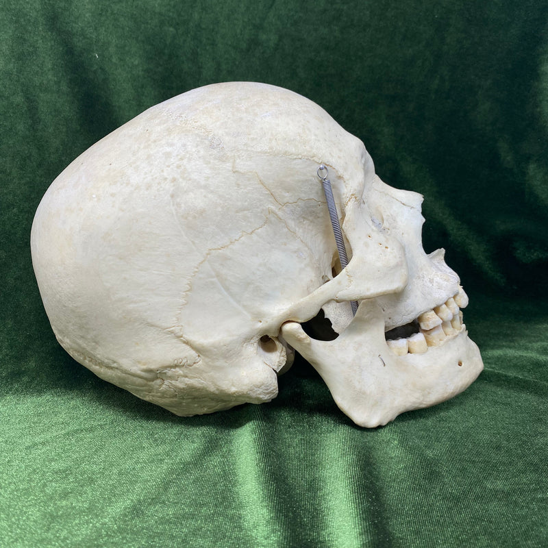 real human skull side view