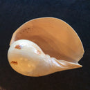 Giant Indian Melon Shell