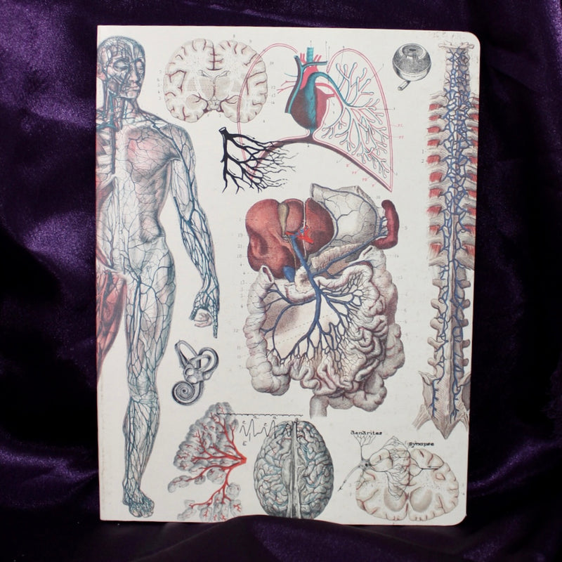 Vascular Anatomy Softcover Lined Notebook