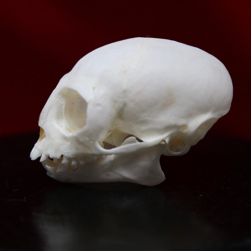 Common Marmoset Skull