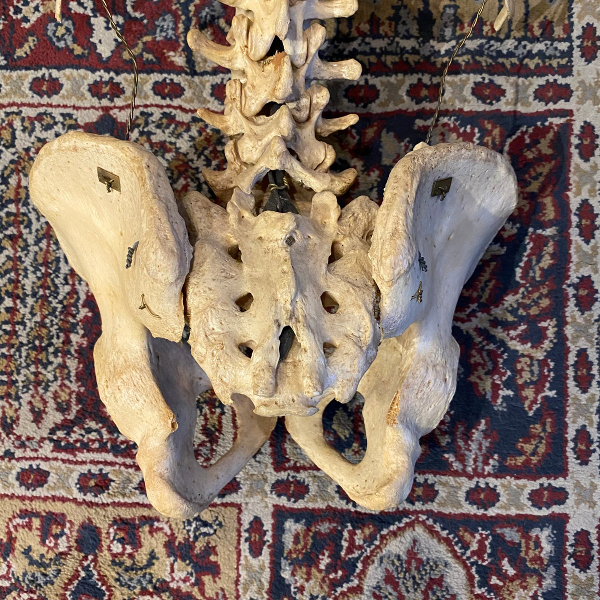 Real Human Spine Bones