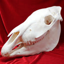 Plains Zebra Skull GRADE B