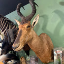Red Hartebeest Shoulder Mount