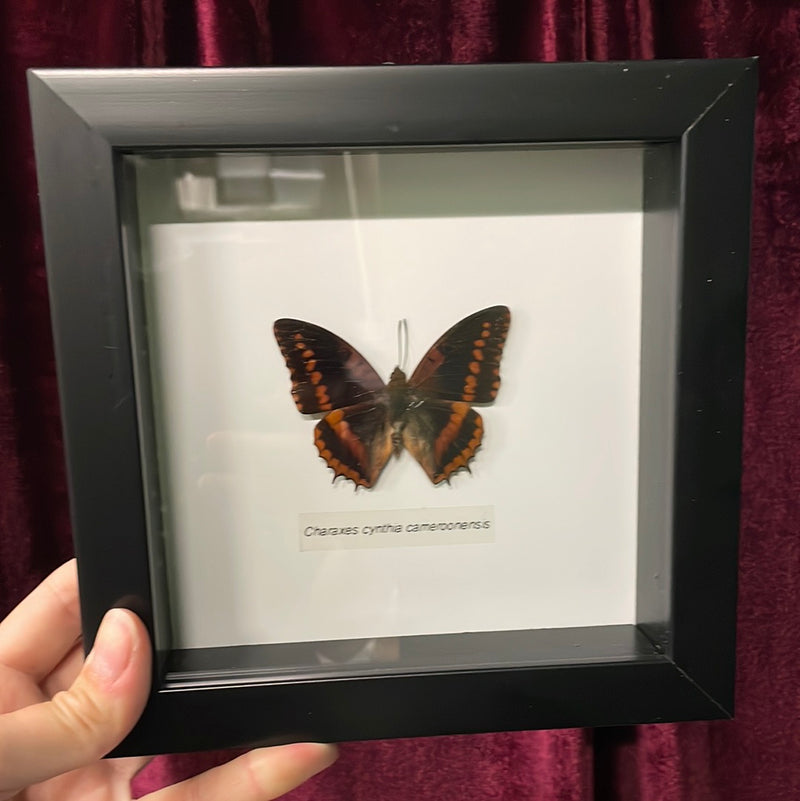 Western Red Charaxes Butterfly in Frame
