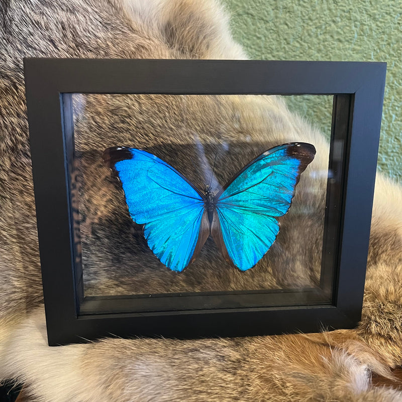 Morpho Butterfly in Double Glass Frame