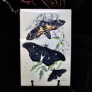 Paper Belladonna Moth Set