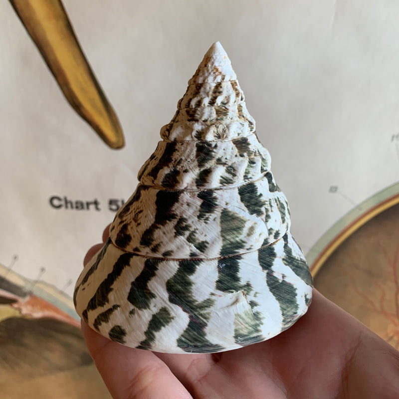 Niloticus Shell