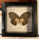 Taenaris urania In Frame
