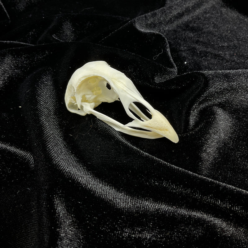 Pheasant Skull