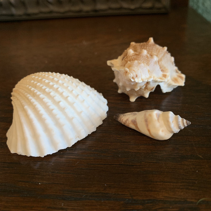 Mixed Sea Shells - Curious Nature