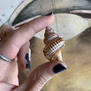 Bursa Shell - Curious Nature