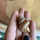 Bursa Shell - Curious Nature